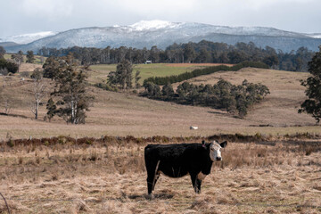 Stud Beef bulls, cows and calves grazing on grass in a field, in Australia. breeds of cattle include speckle park, murray grey, angus, brangus and wagyu on long pasture in spring and summer