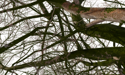 Aerial view of a dense urban area, resembling a network of roots or veins.  Buildings and roads are visible, intertwined with a thick layer of foliage