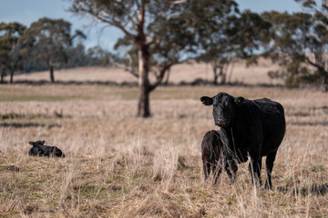 Stud Beef bulls, cows and calves grazing on grass in a field, in Australia. breeds of cattle include speckle park, murray grey, angus, brangus and wagyu on long pasture in spring and summer