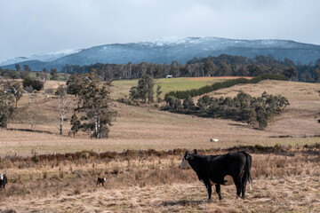 Stud Beef bulls, cows and calves grazing on grass in a field, in Australia. breeds of cattle include speckle park, murray grey, angus, brangus and wagyu on long pasture in spring and summer