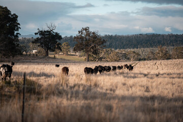 Close up of Angus and Murray Grey Cows eating long pasture in Australia