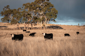 Close up of Angus and Murray Grey Cows eating long pasture in Australia