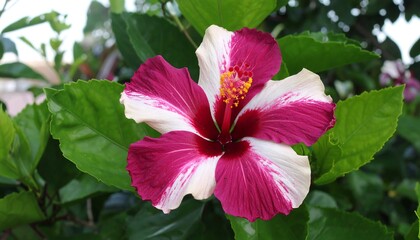 Close-up of a vibrant hibiscus flower