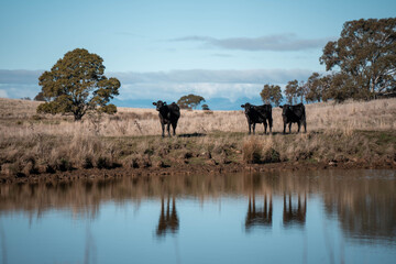 angus calm cow drinking water out of a round trough. livestock water trough in a field on a cattle...
