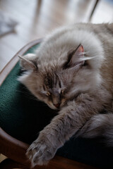 Neva Masquerade cat on a chair. Blue eyes.