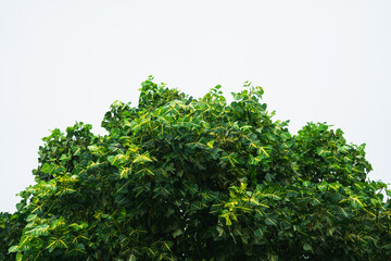 Closeup nature view of green leaf on white background using as background and fresh ecology wallpaper concept