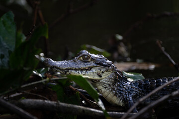 Caiman Hidden in the Waters of Tortuguero, Costa Rica