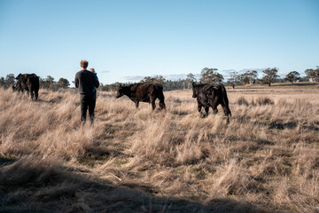 agronomist on a farm practicing agronomy holding soil, doing soil tests in her home laboratory. Looking at soil life
