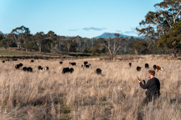 regenerative organic farmer, taking soil samples and looking at plant growth in a farm. practicing sustainable agriculture on a crop farm with livestock cows