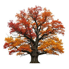 Majestic ancient oak tree with gnarled trunk and vibrant crimson, orange, yellow autumn leaves, centered on a transparent studio background with no shadows, concept of natural wisdom