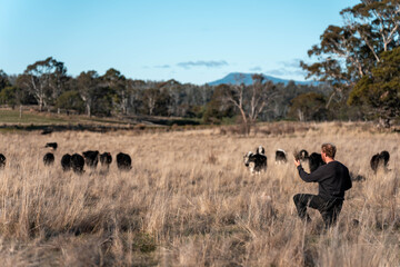 regenerative organic farmer, taking soil samples and looking at plant growth in a farm. practicing sustainable agriculture on a crop farm with livestock cows
