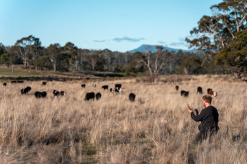 regenerative organic farmer, taking soil samples and looking at plant growth in a farm. practicing sustainable agriculture on a crop farm with livestock cows