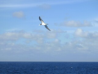 booby in the sky
