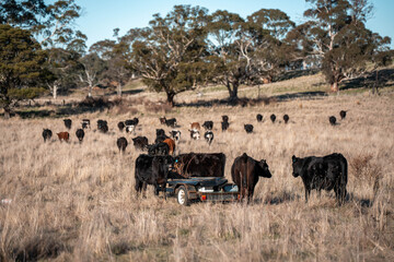 beautiful cattle in Australia  eating grass, grazing on pasture. Herd of cows free range beef being...