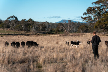 regenerative organic farmer, taking soil samples and looking at plant growth in a farm. practicing sustainable agriculture on a crop farm with livestock cows