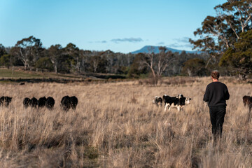regenerative organic farmer, taking soil samples and looking at plant growth in a farm. practicing sustainable agriculture on a crop farm with livestock cows
