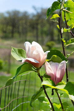 "Magnolia Buds" Images – Browse 270 Stock Photos, Vectors, and Video ...