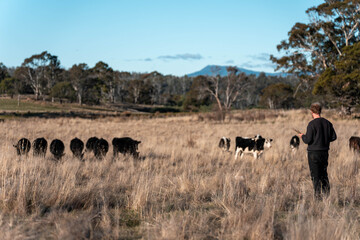 regenerative organic farmer, taking soil samples and looking at plant growth in a farm. practicing sustainable agriculture on a crop farm with livestock cows