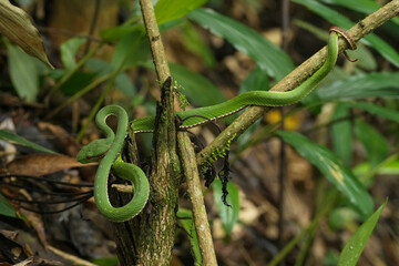 green Trimeresurus popeiorum snack on a branch