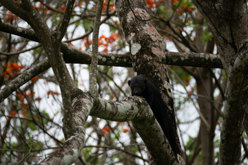 Elusive Tayra Roaming the Jungles of Tortuguero
