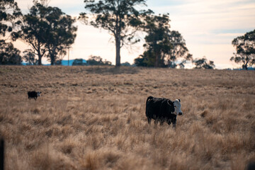 carbon neutral livestock organic, regenerative, sustainable agriculture farm producing stud wagyu beef cows. cattle grazing in a paddock. cow in a field on a ranch