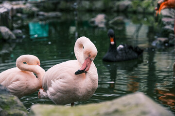 【#動物園】フラミンゴ