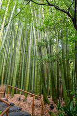 Fototapeta premium Bamboo forest at Hokoku-ji Shrine in Kamakura, Japan