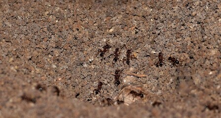 Pavement ants nest mound Tetramorium immigrans insects nature pest control ground level.