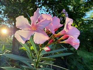 Oleander Nerium pink blossoming bush in the morning park.