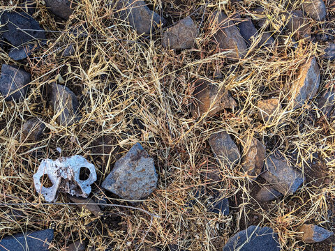 Desert Ground with Dry Grass, Weathered Rocks, and Animal Skull Bone