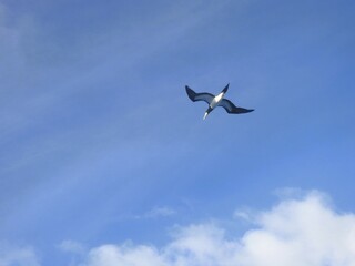 Obraz premium booby in the sky