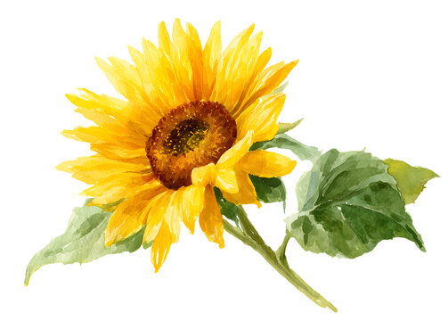 Yellow sunflower on isolated white background, waterolor botanical illustratio, hand drawing, summer floer