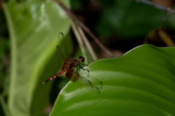 Close-up of a Dragonfly in the Rainforest of Costa Rica