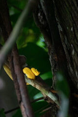 Colorful Eyelash Viper Coiled on a Branch in the Jungle