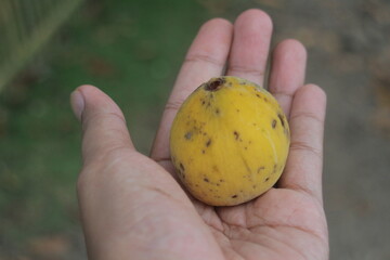Close-up of a Hand Holding a Ripe, Spotted Yellow Fruit