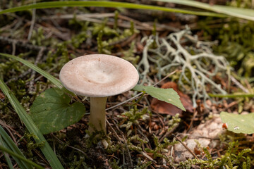 A delicate, pale mushroom with a smooth cap stands on a mossy forest floor. It is surrounded by green foliage, dried leaves, and lichen under soft, dappled sunlight. Clitocybe infundibuliformis