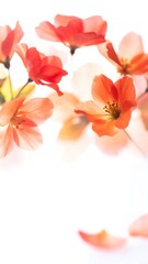 Delicate, peach-orange blossoms float against a bright white background