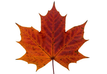 Fototapeta premium A vibrant autumn leaf, displaying rich reddish-orange hues against a stark black backdrop, highlights intricate vein patterns and textures.