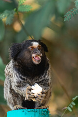 Little monkey eating a piece of banana. National park Horto Florestal.