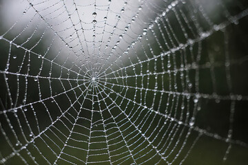 Fototapeta premium The spider web with dew drops. Abstract background.created with the help of artificial intelligence.