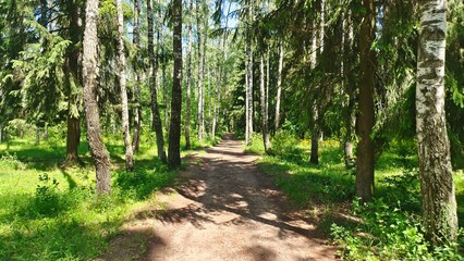 The dirt road runs under the canopy of a mixed forest. Pines, firs and birches grow here. Grass and flowers grow on the ground. Sunny summer weather, shadows from trees and blue sky