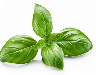 Fototapeta premium fresh green basil leaves culinary herb sprig isolated white background