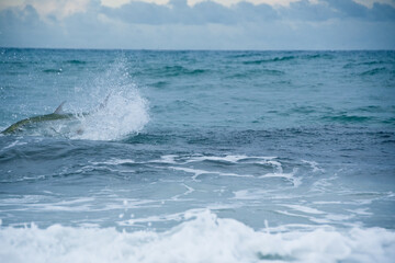 Fototapeta premium tarpon jumping out of water