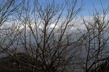 tree branches in winter with blue sky background
