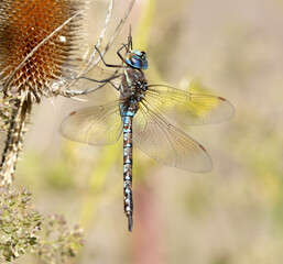 dragonfly close up