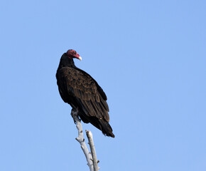 vulture in the wild