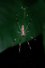 Close-up of a Golden Silk Spider in the Tropics