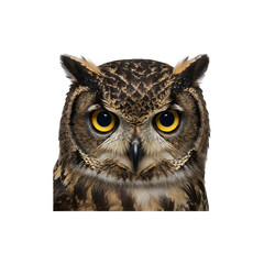 Obraz premium Realistic owl face illustration isolated on white fr wildlife themes, fantasy forest artwork, or mysticl gothic decor