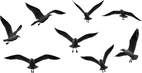 Flying seagull silhouettes collection, black bird in motion vector, realistic sea bird wings spread, isolated gulls illustration, nature clipart
