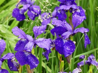 Purple iris flower